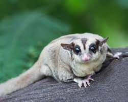 We have been raising sugar gliders since 1997. 18 Sugar Glider Colors And Patterns With Pictures Pet Keen