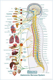 Ans Charts And Meric Charts Of All Sizes