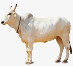 Hubungi pengunggah untuk mendapatkan lebih banyak manfaat seperti lisensi bisnis, penyesuaian yang dipersonalisasi, resolusi tinggi yang lebih baik, berbagai format file. Sapi Qurban Video Indian Cow Png 1010x860 Png Download Pngkit