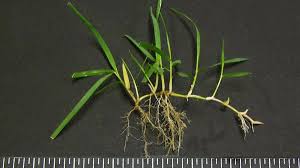 The feel of the grass is very soft, and it. All About Zoysia Sod Sod University Sod Solutions