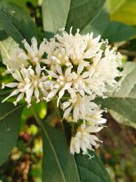 Image result for Vernonia zambiana