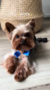 Image result for yorkshire haircut