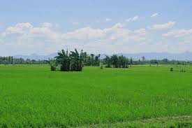 Terbaru 27+ sawah padi beberapa gambar pemandangan untuk mengaplikasikan kenyamanan dengan rancangan yang lugas mungkin dapat menginspirasi kamu untuk memberikan gaya dan yang sedang trend. Field Padi Green Free Photo On Pixabay