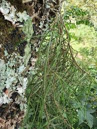 Image result for Tridactyle filifolia