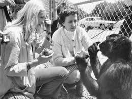 Fido 驗證 人臉驗證 手機提款 kochat. Koko The Gorilla Dies Redrew The Lines Of Animal Human Communication Npr
