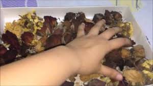 Put flowers which you want to preserve then tak. How To Preserve Dried Flowers In A Jar Vlog 4 Youtube