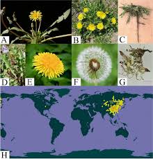 Image result for Commiphora fulvotomentosa