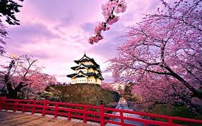 Di rikugien gardens kamu akan menemukan sebuah pohon sakura yang menjadi symbol bernama shidare sakura. Tempat Wisata Bunga Sakura Di Jepang Wisata Tour