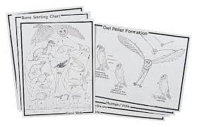 Elementary Owl Pellet Kit Teaching Supplies Biology Classroom