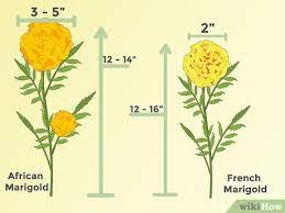 How To Grow Marigolds With Pictures Wikihow