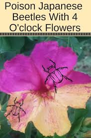 Pin On Backyard Garden Lover Blog