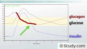 Homeostasis Of Glucose Levels Hormonal Control And Diabetes