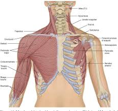 Shoulder flexion lift your arms in front of you. Figure 10 From Prevention Of Shoulder Girdle Injuries In Recreational Climbers An Intervention Booklet Semantic Scholar