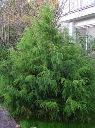 Image result for Juniperus procera