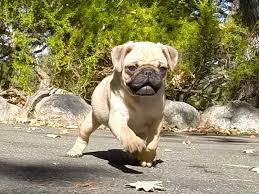 Lubbock animal services also accept animals from outside the city limits for a fee. Pug For Sale In Denton 2 Petzlover
