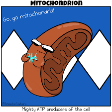 7.12d differentiate between structure and function in plant and animal cell organelles, including cell membrane, cell wall, nucleus, cytoplasm, mitochondrion, chloroplast, and vacuole. Animal And Plant Cells Science Quizizz