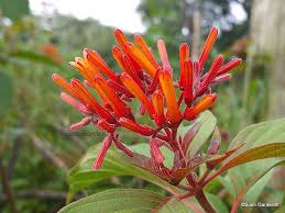 Check spelling or type a new query. Siam Garden Scarlet Firebush Live Plant Shrub Hamelia Patens Florida Native Orange Red Flowers Attract Hummingbirds Amazon In Garden Outdoors