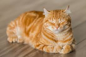 If symptom checkers are seen as a replacement for seeing a physician, they are likely an inferior alternative, the study reads. Cat Health Center Cat Care And Information From Webmd