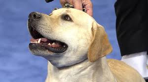 Schau dir angebote von ‪puppy puppies‬ auf ebay an. Labrador Retriever 2019 National Dog Show Sporting Group Nbc Sports