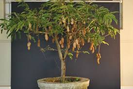 Maybe you would like to learn more about one of these? Smallest Tamarind Tree I Ve Ever Seen Bonsai Fruit Tree Dwarf Fruit Trees Tree Seeds