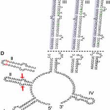 Image result for Strychnos mellodora