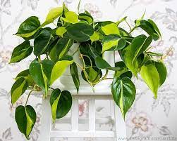 Heart Leaf Philodendron Brasil Philodendron Hederaceum Brazil Plants Philodendron Scandens Philodendron