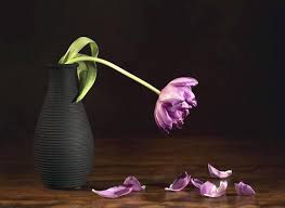 Maka dari itu, habitatnya sangat bergantung kepada. Gambar Bunga Layu Harian Nusantara