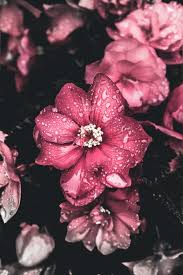 List types of pink flowers beautiful pretty pink and white black yellow purple blue tall small bright perennials flower. 70 000 Best Pink Flowers Photos 100 Free Download Pexels Stock Photos