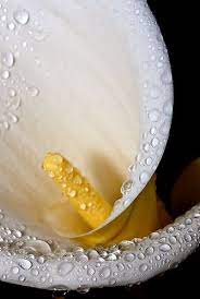 Calla Lily Calla Lily Flowers Flowers Photography Flowers Instagram