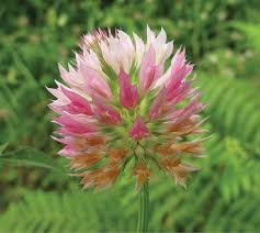 Image result for Trifolium squarrosum