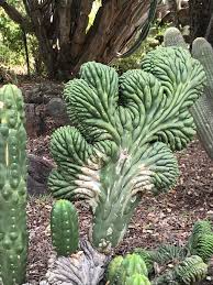Zativo caters to private customers only, and does not supply commercial or industrial growers with large amounts of cannabis seeds. What Is This Groovy Magnificence Whatsthisplant