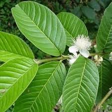 Check spelling or type a new query. 30 Ide Sketsa Gambar Daun Jambu Air Tea And Lead