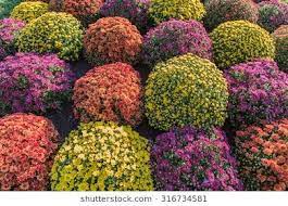 New Link Stock Photos Flower Beds Chrysanthemum