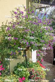 Image result for Lycianthes rantonnetii