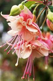Susana Fuentes On Twitter Fuchsia Flowers Pretty Flowers Beautiful Flowers