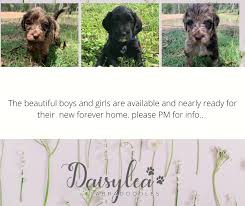 Premier uk labradoodle breeder for almost two decades. Daisylea Australian Labradoodles Pet Service Facebook