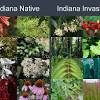 Plants, wildflowers, and trees native to indiana. 1