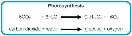 Photosynthesis In Action Photosynthesis Chemistry Labs Chemistry Lab Equipment