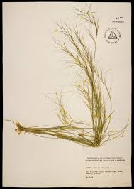 Image result for Aristida adscensionis