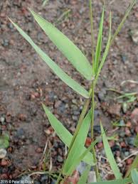 Image result for Dichapetalum edule