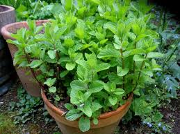 How To Grow Cat Herbs In 2020 Planting Herbs Mint Plants Plants