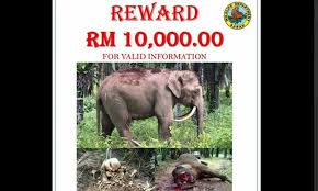 Jabatan Hidupan Liar Sabah Tawar Ganjaran Rm10000 Kepada Sesiapa Yang Dapat Tangkap Pemburu Gading Gajah Jabatan Hi Elephant Sabah Countries Around The World