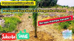 Begini proses pengolahan buah kelapa sawit hingga menjadi minyak #prosespengolahankelapasawit. Macaw Palm Care Ketahui Mengenai Menanam Palm Macaw Taman Hiasan