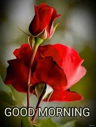 Beautiful Red Rose Good Morning Images Good Morning Roses Morning Rose Amazing Flowers
