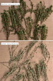 Thyme is an evergreen perennial, so leaves can be picked fresh all year round. 2rwfenckksg5am