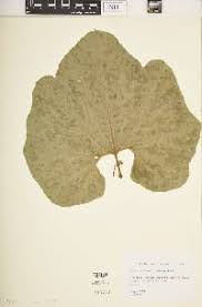 Image result for Lagenaria abyssinica