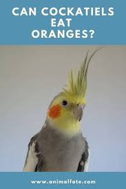 Clementine gibt es bei ebay! Can Cockatiels Eat Oranges 3 Risks You Need To Know Before Feeding Animalfate