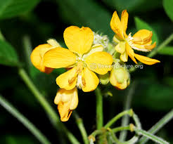 Image result for Senna tora