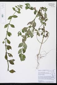 Image result for Spermacoce princeae