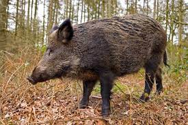 Biodiversity The Amazon Rainforest